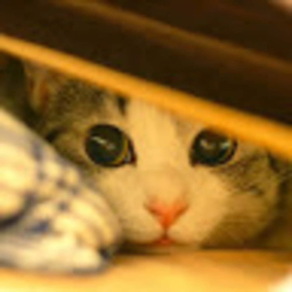 Meet your Posher, Graciela rose